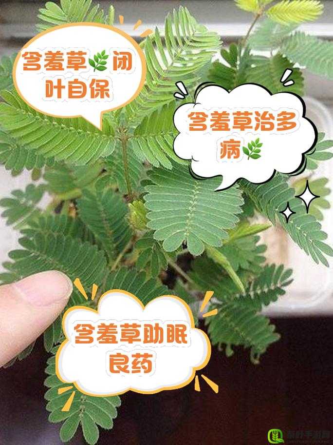 含羞草四叶草三叶草：三种植物的奇妙世界与独特魅力